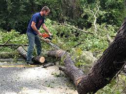 Best Seasonal Cleanup (Spring/Fall)  in Yellow Springs, OH