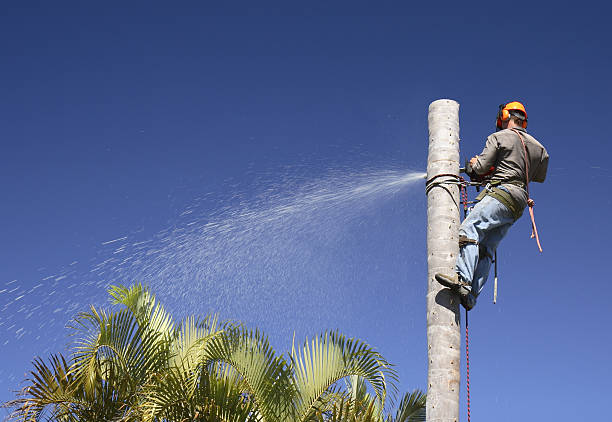 Best Storm Damage Tree Cleanup  in Yellow Springs, OH