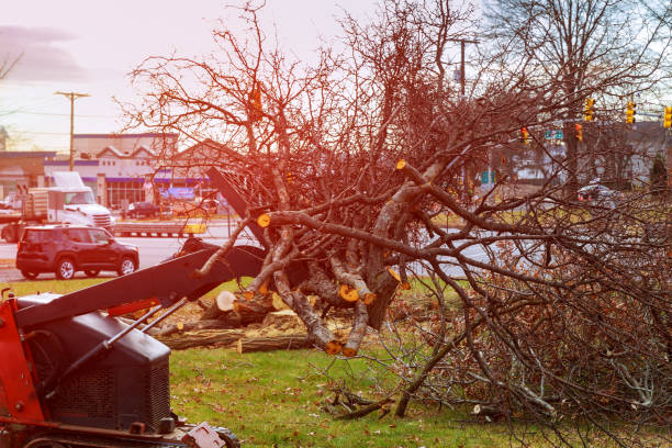 Best Tree Trimming and Pruning  in Yellow Springs, OH